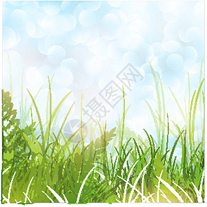 春草草地叶子植物蕨类季节绿色场地植物群生长图片