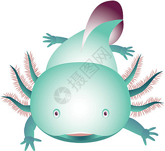 Axolotl 轴体动物爪子蝾螈荒野尾巴历史动物园生物脊椎动物两栖图片