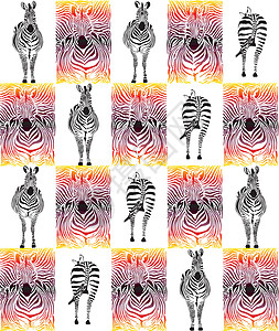 纺织品和壁纸的豹型结构绘画皮肤动物群姿势墙纸哺乳动物动物园黑色线条白色图片
