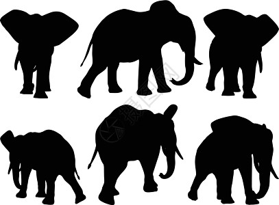一套可编辑的非洲大象步行姿势矢量光影集獠牙动物白色野生动物黑色哺乳动物荒野树干插图图片