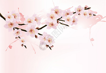 自然背景 有盛开的sakura分支图片