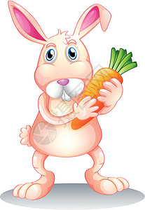 一只拿着胡萝卜的胖兔子图片