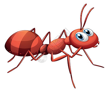 大红蚂蚁图片