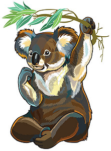 科阿拉熊环境野生动物动物群动物桉树哺乳动物动物学动物园荒野食草图片
