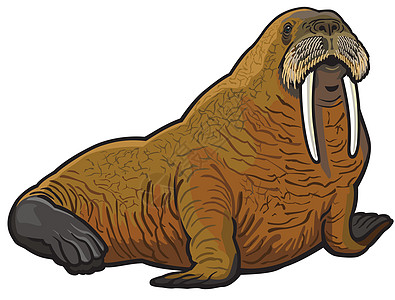 北武当山海象体海上生活环境哺乳动物生物荒野迷迭香獠牙野生动物海洋生物动物设计图片