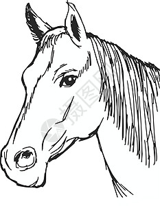 马背马棕色荒野宠物运动插图手绘板栗游戏自然草图图片