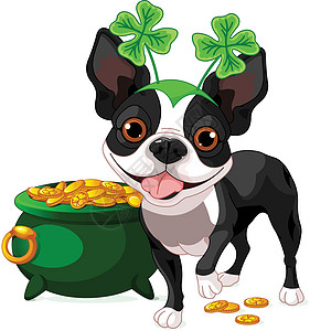 波士顿Terrier庆祝圣帕特里克日图片