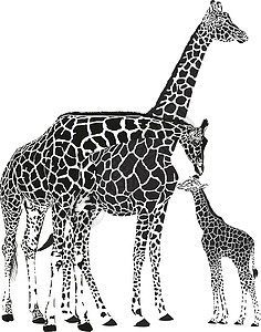 成年长颈鹿和婴儿长颈鹿图片