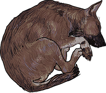 睡觉狗卡通片棕色夹子艺术女性小狗动物睡眠绘画宠物图片