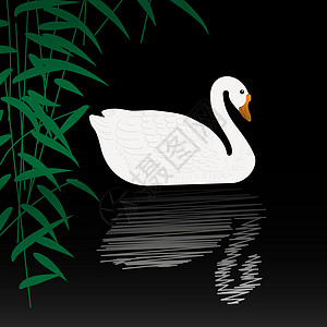 Swan 插图图片