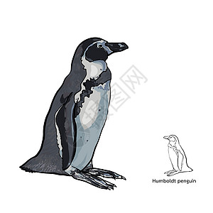 在白色背景上绘制 Humboldt 企鹅图图片