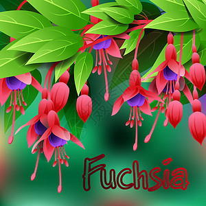 美丽的春花Fuchsia 卡片或带有文字空间的设计 矢量图片