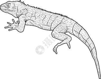 蜥蜴是白色背景上的巨蜥剪影 它制作图案矢量皮肤眼睛野生动物动物容器爬虫情调异国插图动物园图片