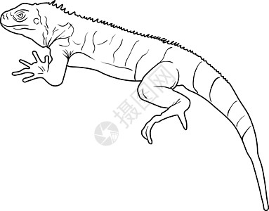 蜥蜴是白色背景上的巨蜥剪影 它制作图案矢量动物群动物异国变色龙爬虫插图野生动物玻璃鬣蜥卡通片图片