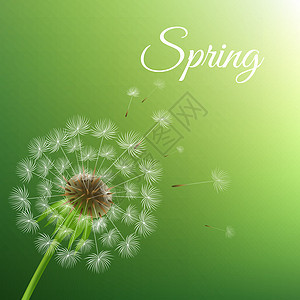 蒲公英和春天背景图片