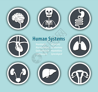人类系统图标 神经 肌肉骨骼 胃肠道 心血管 呼吸 泌尿生殖 肝胆 妇科图片