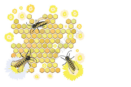 蜜蜂收集蜂蜜 舞蹈装饰蜂窝飞行庆典卡片昆虫花朵问候语花园展示图片