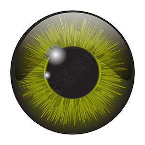 白色 b 上孤立的绿色虹膜眼逼真矢量集设计眼睛棕色宏观灰色艺术解剖学光学眼球镜片反射图片