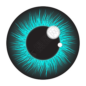 Blue iris 眼睛符合实际的矢量组合设计 在白柱上隔离眼球视网膜鸢尾花灰色解剖学瞳孔插图反射宏观圆形图片