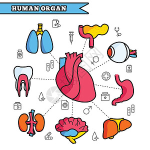 人体器官细线图概念 se眼睛心室药品心血管身体主动脉科学牙齿膀胱食管图片