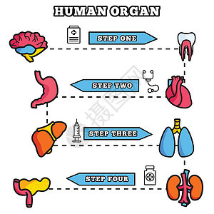 人体器官细线图概念 se主动脉动脉绘画眼睛静脉食管胰腺药品心室牙齿图片