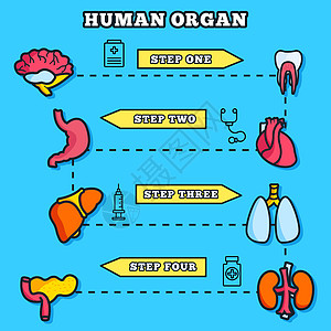 细线风格人体器官设置图标概念 矢量插图设计信息图表眼睛牙齿主动脉嗅觉心室药品卡通片身体医生气管图片