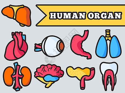 细线风格的人体器官设置图标概念 矢量插图设计图片