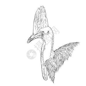 在白色背景下分离的卡索矢量 吸附羽毛盔甲热带波峰艺术鸟类蓝色翅膀动物绘画图片