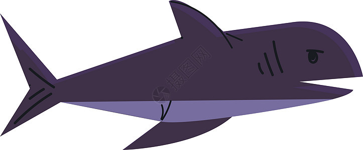 一种被称为蓝色矢量鲨鱼的大型深水海鱼图片