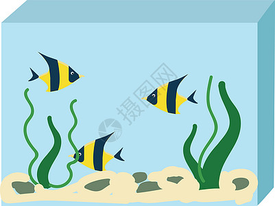 水族馆 有三种鱼类在白色后方格罗上的矢量插图图片