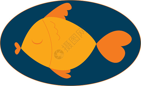 在蓝背景矢量o上对橙色鱼类的纵向照像图片