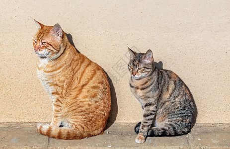 我们天性中可爱的朋友是猫猫头发卡通片眼睛友谊绘画猫咪动物猫科动物宠物小猫图片