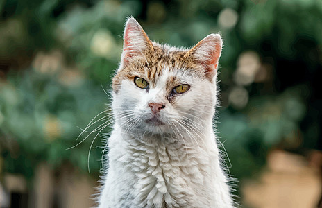 我们天性中可爱的朋友是猫猫友谊猫科动物睡眠卡通片哺乳动物小猫虎斑宠物猫咪绘画图片