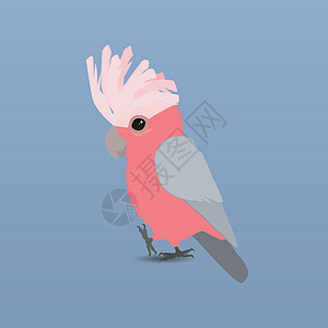 Galah 鹦鹉野生动物漫画卡通片鸟类讲话动物凤头动物园鸟舍插图图片