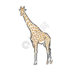 白色背景上孤立的黑色墨水手绘素描中的长颈鹿矢量动物荒野眼睛皮肤夹子插图漫画绘画卡通片草图背景图片
