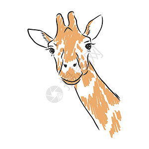 白色背景上孤立的黑色墨水手绘素描中的长颈鹿矢量皮肤眼睛食草漫画耳朵绘画动物生物卡通片草图图片