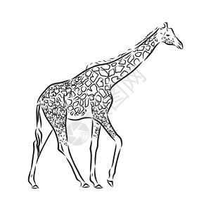 白色背景上孤立的黑色墨水手绘素描中的长颈鹿矢量草图荒野卡通片哺乳动物艺术插图耳朵动物园脖子食草图片