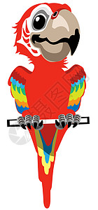 卡通红金刚鹦鹉鹦鹉图片
