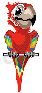 卡通红玛卡红色金刚鹦鹉异国野生动物热带微笑绿翅鹦鹉动物园森林图片