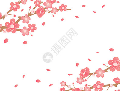 樱花背景图春季他们插图文化横幅花瓣花朵花园季节新娘卡片庆典图片