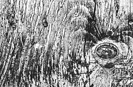烦恼的木板纹理 粗糙的背景木材木头硬木栅栏装饰橡木地面控制板插图桌子图片