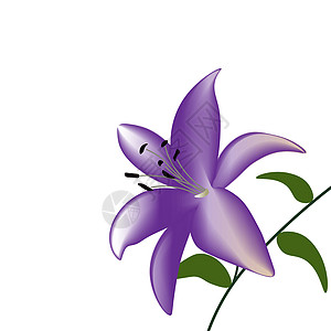 白色背景的紫丽花朵图片