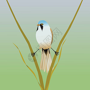 胡子鸟类芦苇动物群荒野翅膀动物插图缫丝野生动物图片