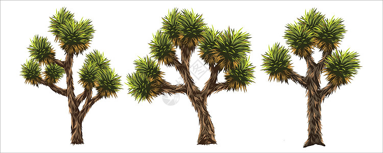 约书亚树根茎环境棕榈植物风景叶子树叶公园插图干旱图片