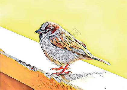 在自然中特写小麻雀插图男性麻雀花园荒野野生动物公园森林鸟类环境图片