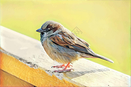 在自然中特写小麻雀野生动物环境鸟类翅膀插图花园麻雀羽毛森林动物群图片