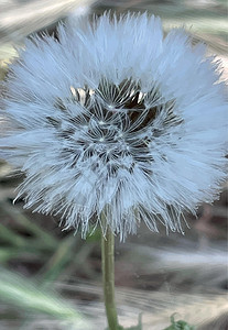 的到来 五月春暖花开树叶晴天花园叶子植物群生长季节植物公园花瓣图片