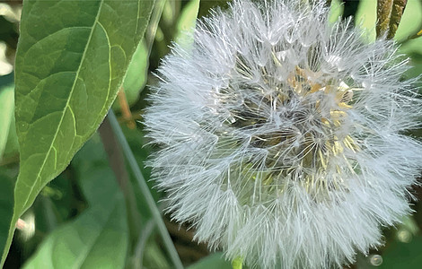 春天的到来 五月春暖花开花瓣花园植物群水果叶子生长太阳宏观公园季节图片