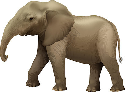 非洲大象耳瓣力量森林多细胞沼泽地动物呼吸管成人椎骨象牙背景图片