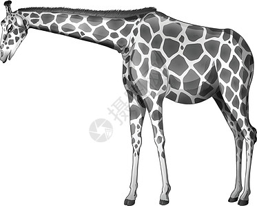 一只灰色的长颈鹿图片